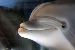 crean-delfin-robot-que-podria-sustituir-a-las-especies-en-cautiverio
