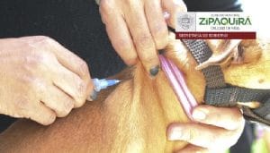 jornada-vacunacion-canina-zipaquira-cundinamarca