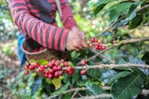 produccion-cafe-colombia-cayo