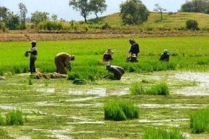 detener-importacion-arroz-piden-cultivadores-nacionales