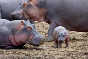 uicn-pide-accion-para-retirar-los-hipopotamos-de-pablito-por-dano-ambiental