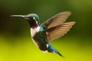 enamorate-con-el-misticismo-y-belleza-de-los-colibries-en-cundinamarca