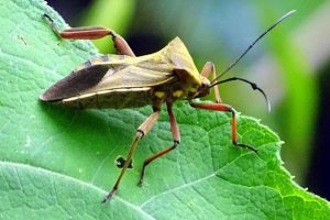 insecto-que-produce-mal-de-chagas-presente-en-cundinamarca-cuidado