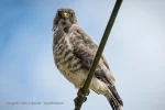 la-car-cundinamarca-hizo-un-llamado-para-proteger-las-aves-migratorias