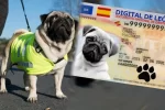 dni-nueva-ley-de-proteccion-e-identificacion-para-mascotas