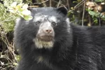 se-registro-la-presencia-de-al-menos-15-osos-andinos-en-cercania-a-bogota