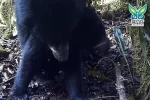car-realizo-avistamiento-de-pareja-de-osos-en-reserva-natural-de-guatavita