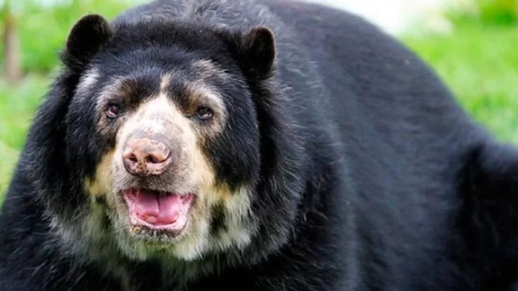 guavio-cundinamarca-temor-por-presencia-de-osos-que-atacan-ganado