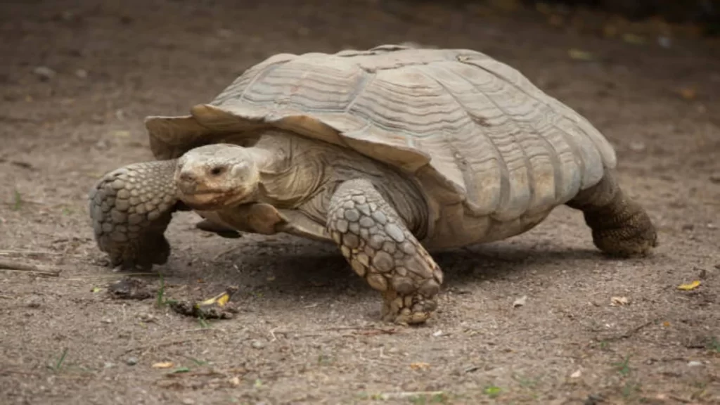 car-reubica-tortuga-africana-que-no-podra-regresar-a-su-habitat