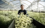 asocolflores-50-anos-llevando-las-flores-de-colombia-al-mundo