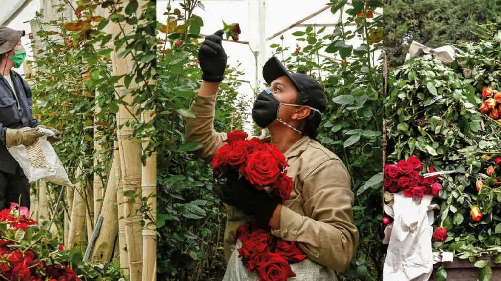 cundinamarca-jornada-de-atencion-gratuita-para-trabajadores-del-sector-floricultor-en-zipaquira