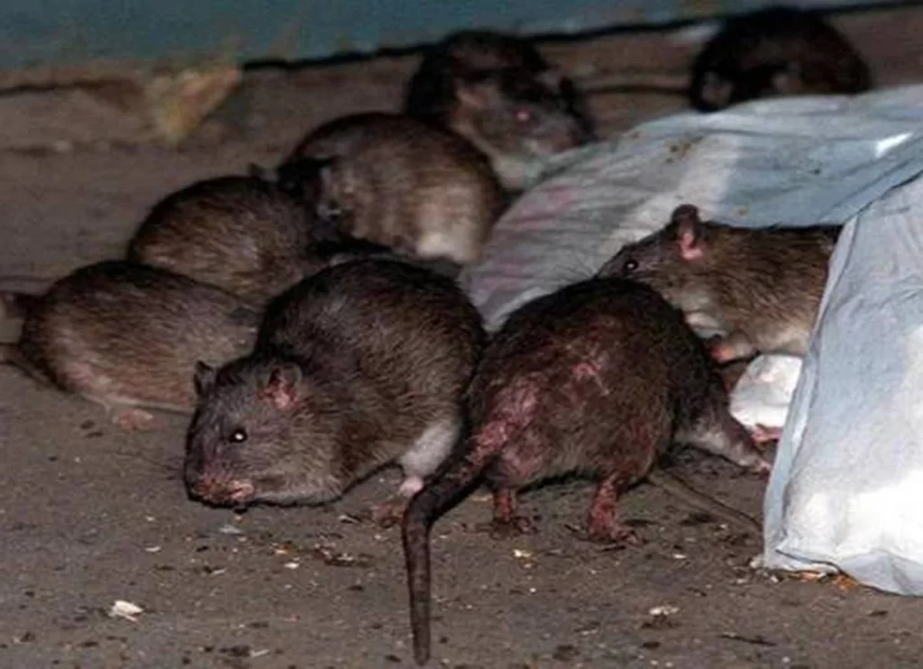 Bogotá, ratas, invasión
