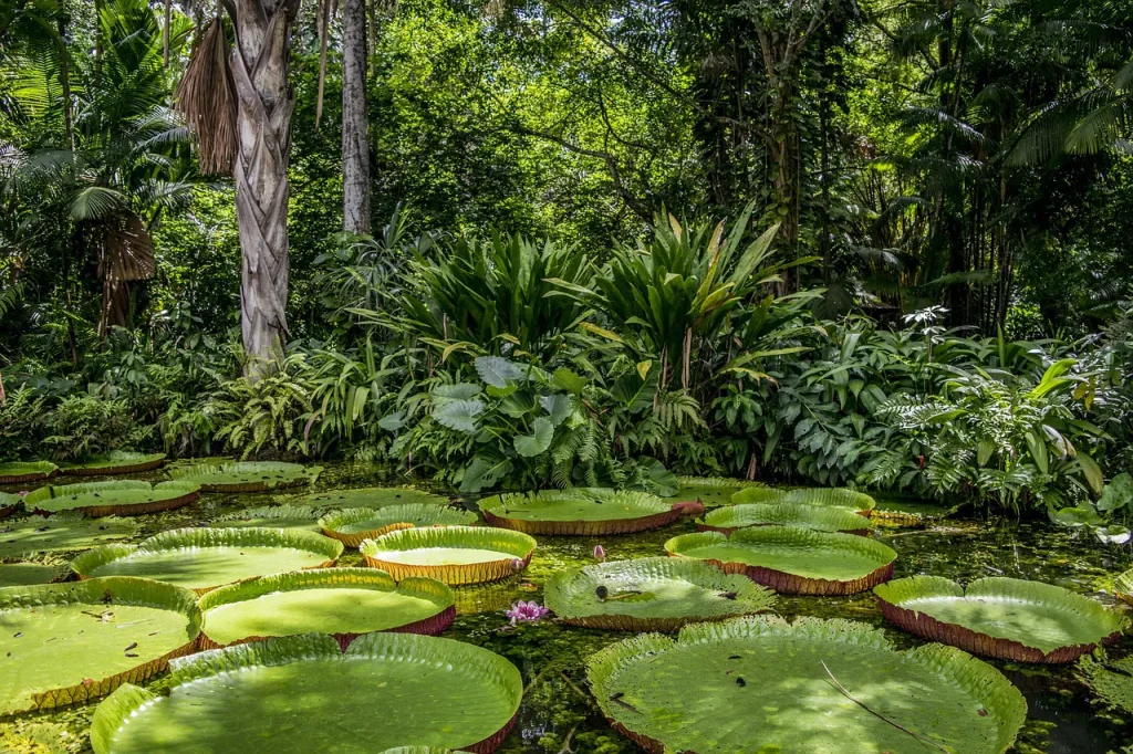 selva-amazonas